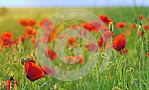 A poppy field close-up