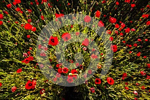 Poppy field closeup shoot