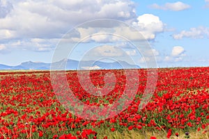 Poppy field and clouds, Granada Province, Spain