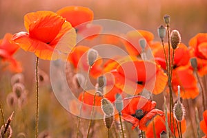 Poppy field in Crimea