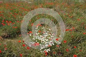 Poppy field with daisies