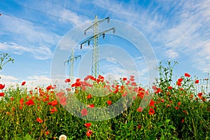 Poppy- field and electrical tower