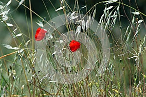 Poppy field photo