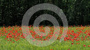 Poppy field photo