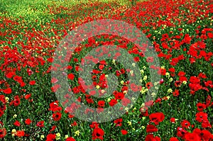 Poppy field photo