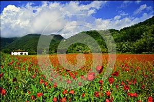 Poppy field photo