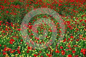 Poppy field photo