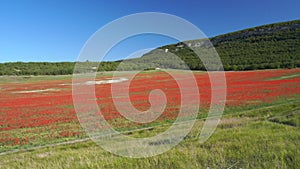 Poppy field.Field of blossoming poppies. Blossoming poppies.close up of moving poppies.Field in Farmland, Countryside