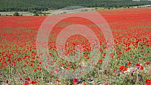 Poppy field.Field of blossoming poppies. Blossoming poppies.close up of moving poppies.Field in Farmland, Countryside
