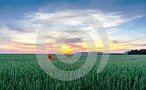 Poppy in a field of green wheat at sunset