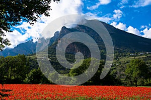 Poppy field in the french alps photo