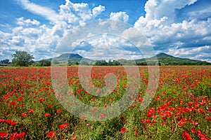 Poppy field with hill in the summer