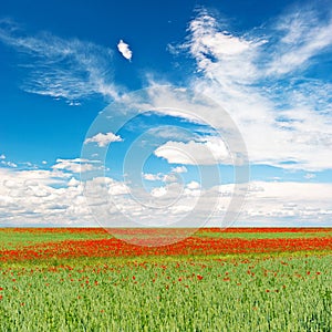 Poppy field. landscape