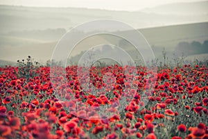 Poppy field landscape in Summer countryside sunrise with differential focus and shallow depth of field