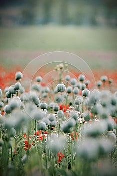 Poppy field in late summer