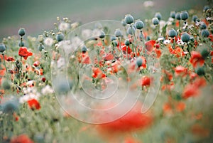 Poppy field in late summer photo