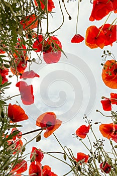 Poppy field from low angle