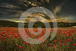 Poppy field with mountains