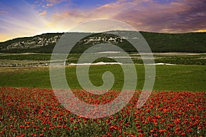 Poppy field with mountains