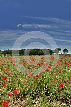 Poppy Field Near Cividale