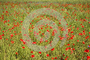 Poppy field near Jozefow. Poland photo