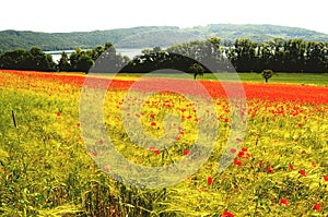 Poppy field in near of volcano Laacher See lake.