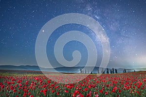 Poppy field at night