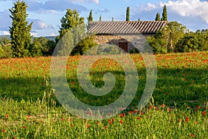 Poppy field and old farmhouse in Tuscany on May 19, 2013