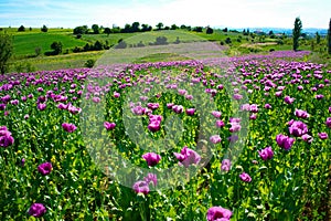 poppy field photo
