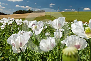 Poppy field, opium poppy in latin papaver somniferum
