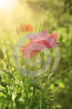 Poppy in a field