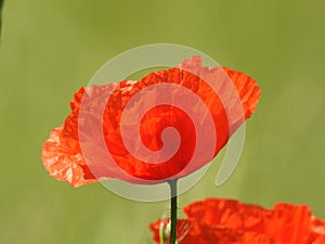 Poppy in field of poppies in Switzerland