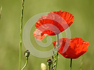 Poppy in field of poppies in Switzerland