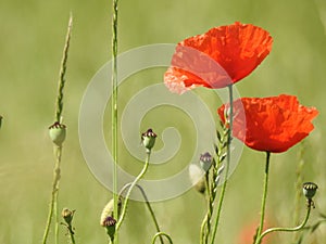 Poppy in field of poppies in Switzerland