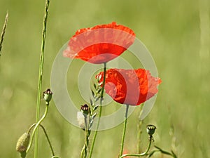 Poppy in field of poppies in Switzerland