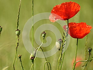 Poppy in field of poppies in Switzerland