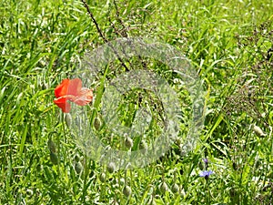 Poppy in field of poppies in Switzerland