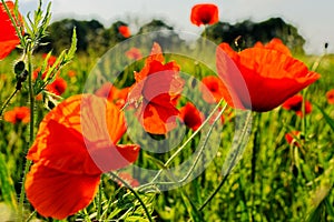 Poppy field - red flower on the meadow