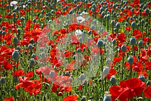 Poppy field with red and pink poppies