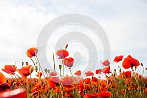 Poppy field and red poppies background photo