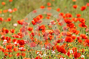 Poppy field. Red poppies and other wildflowers in the field. Summer nature.Concept: nature, spring, biology, fauna, environment