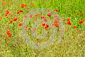 Poppy field. Red poppies and other wildflowers in the field. Summer nature.Concept: nature, spring, biology, fauna, environment