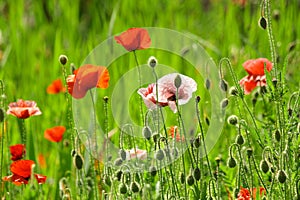 Poppy field. Red poppies and other wildflowers in the field. Summer nature.Concept: nature, spring, biology, fauna, environment