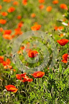 Poppy field. Red poppies and other wildflowers in the field. Summer nature.Concept: nature, spring, biology, fauna, environment