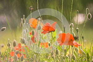 Poppy field. Red poppies and other wildflowers in the field. Summer nature.Concept: nature, spring, biology, fauna, environment