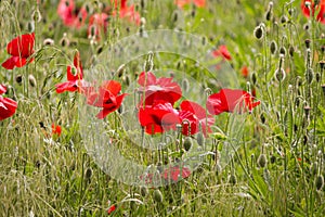 Poppy field. Red poppies and other wildflowers in the field. Summer nature.Concept: nature, spring, biology, fauna, environment