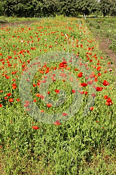 Poppy field. Red poppies and other wildflowers in the field. Summer nature.Concept: nature, spring, biology, fauna, environment