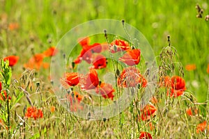 Poppy field. Red poppies and other wildflowers in the field. Summer nature.Concept: nature, spring, biology, fauna, environment