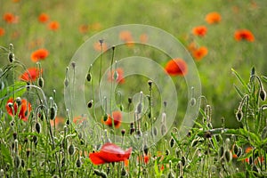 Poppy field. Red poppies and other wildflowers in the field. Summer nature.Concept: nature, spring, biology, fauna, environment