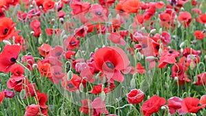 Poppy field in spring in Languedoc, France